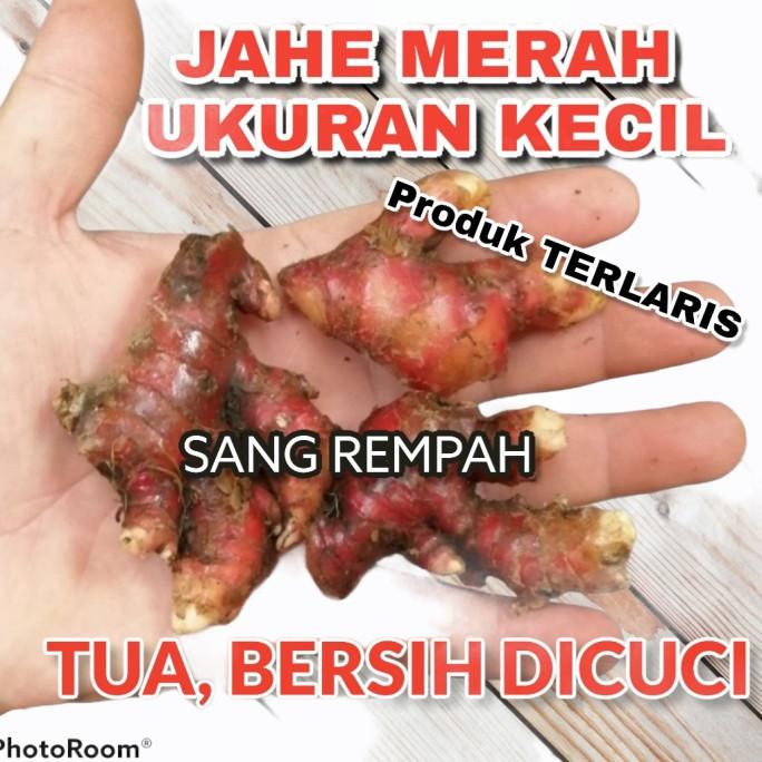 

Jahe Merah Murah Ukuran Kecil 1 Kg Tetap Tua