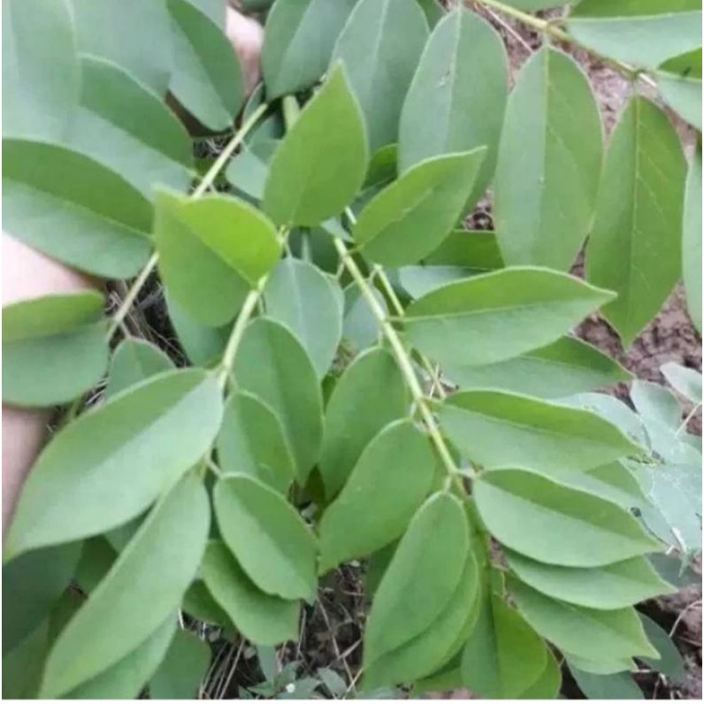 

Daun gamal segar 1kg petik langsung