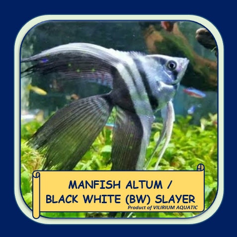 IKAN HIAS AIR TAWAR - ANGELFISH / MANFISH ALTUM SLAYER / LONGFIN (±4cm)