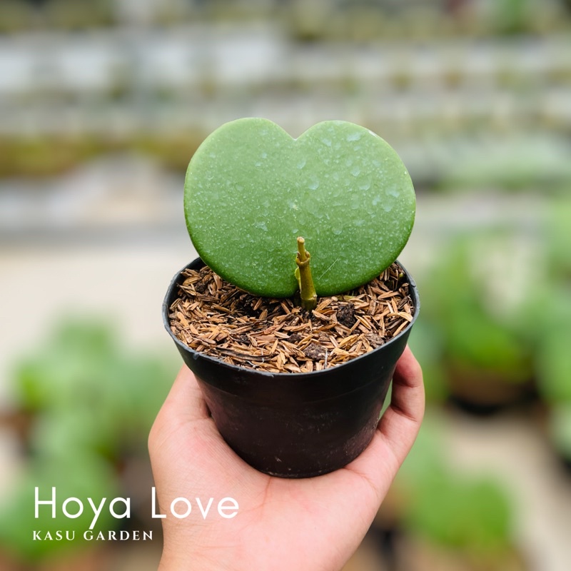 Tanaman hias hoya love sweet heart - Full set include pot &amp; tanah