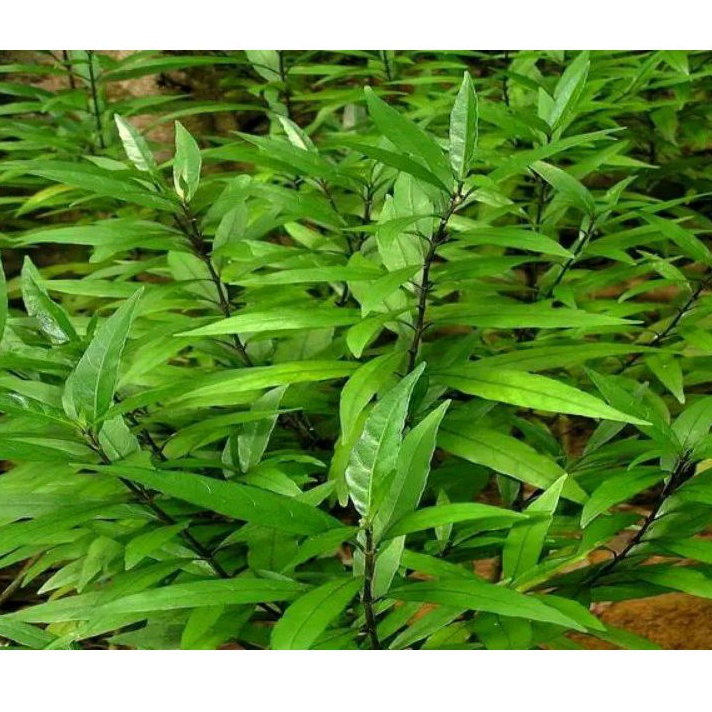 

Daun gandarusa segar per 1 kg