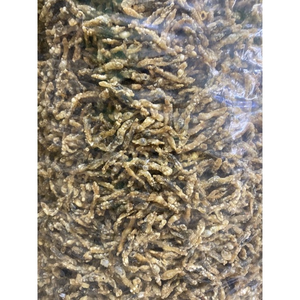 

Kerang Bambu