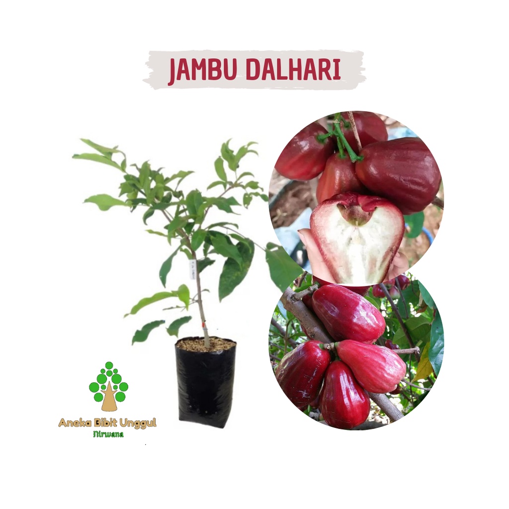 BIBIT JAMBU AIR DALHARI - BIBIT JAMBU DALHARI - JAMBU AIR MERAH