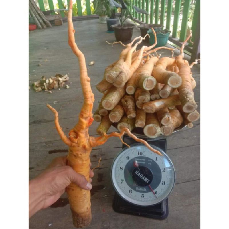 Akar pasak bumi merah ginseng kalimantan _obat herbal suku dayak Asli