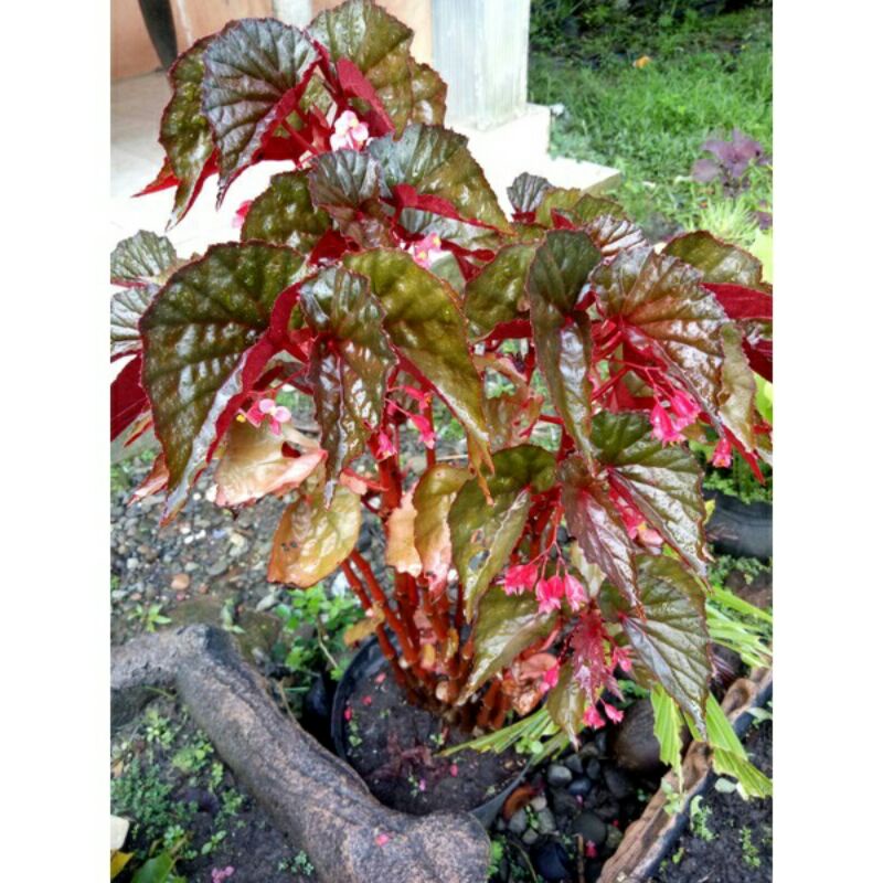 Begonia Red