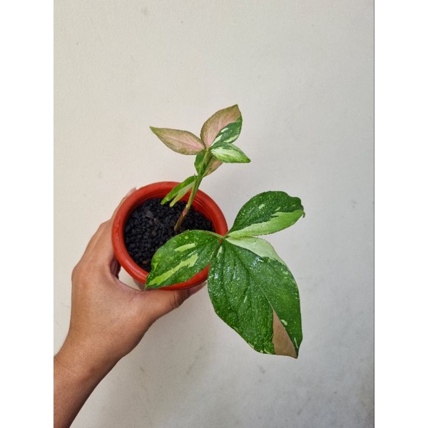 syngonium Redspot Tricolor