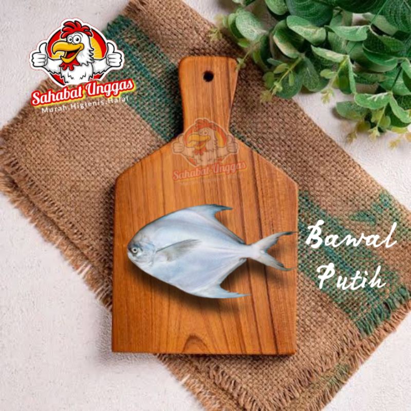 

Ikan Bawal Putih 500gr