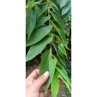 

Daun seri kersen cerri cersen 100 gr