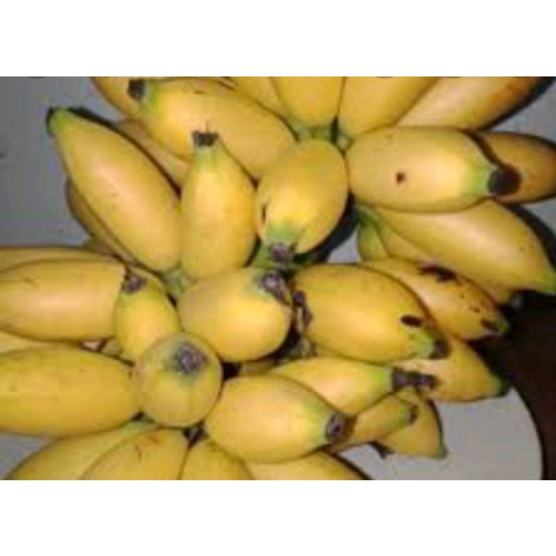 

pisang emas