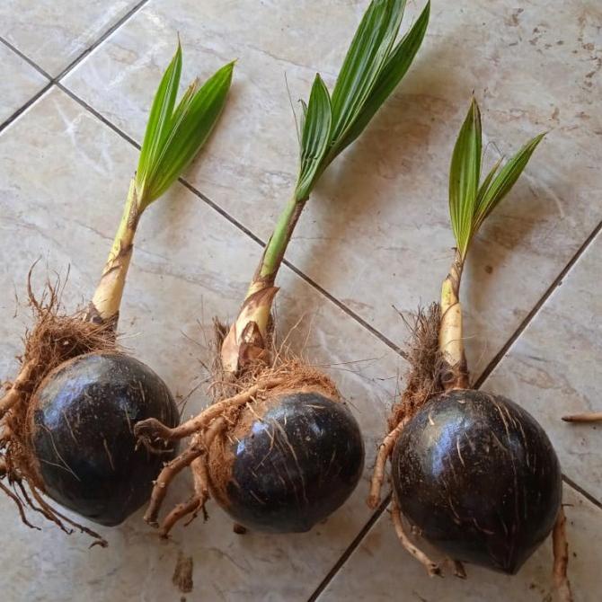 Bahan Bonsai Kelapa Bibit Bonsai kelapa Gading Kelapa bonsai