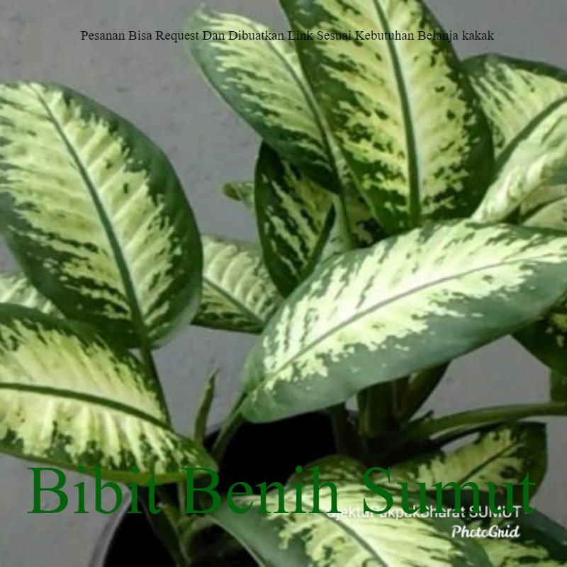 Tanaman Hias Aglonema Snow White Daun Sri Rejeki Dieffenbachia picta Beras wutah Bila ingin order ba