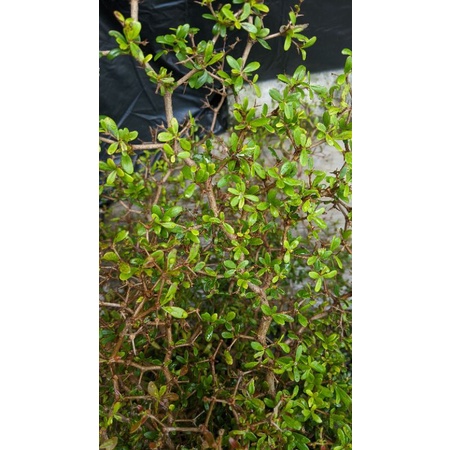 Bibit Bahan Bonsai Black Olive Bucida Buchida Geometri