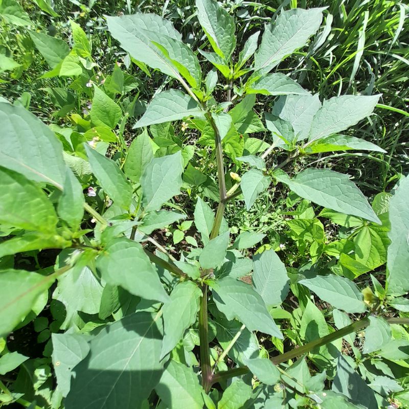 CIPLUKAN DAUN CIPLUKAN SEGAR BERAKAR ATOU CECENDET SEGAR per 500 grm