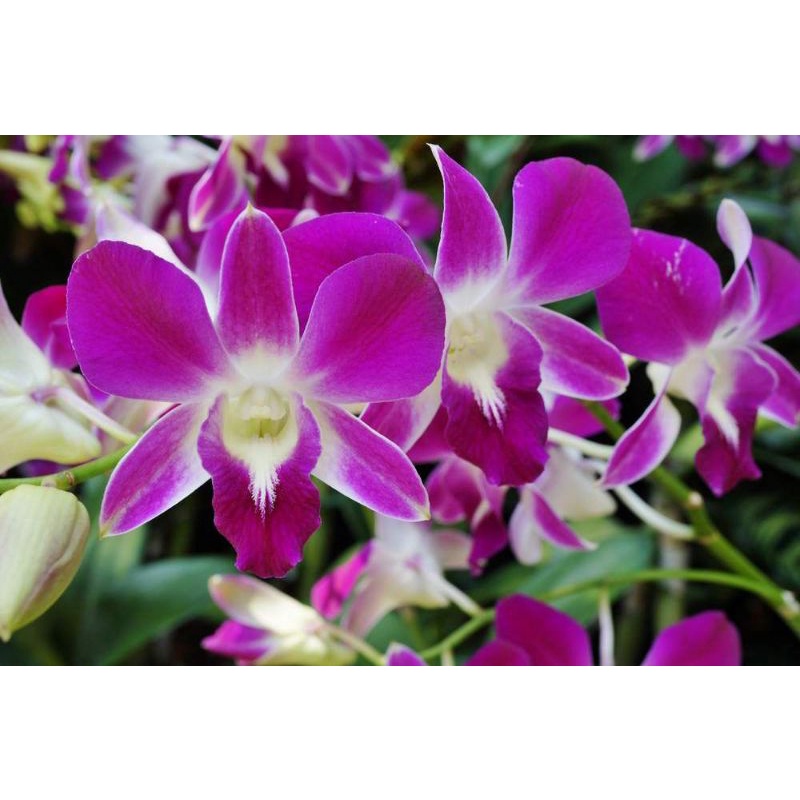 anggrek Dendrobium Sonia  // anggrek dewasa