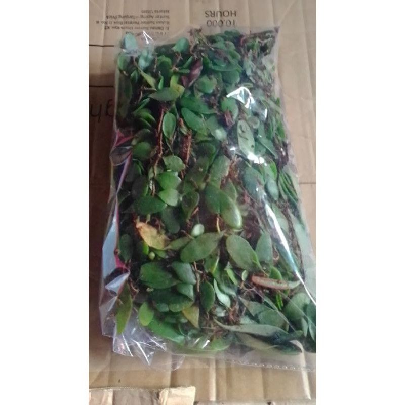 

daun sisik naga segar 1 kg