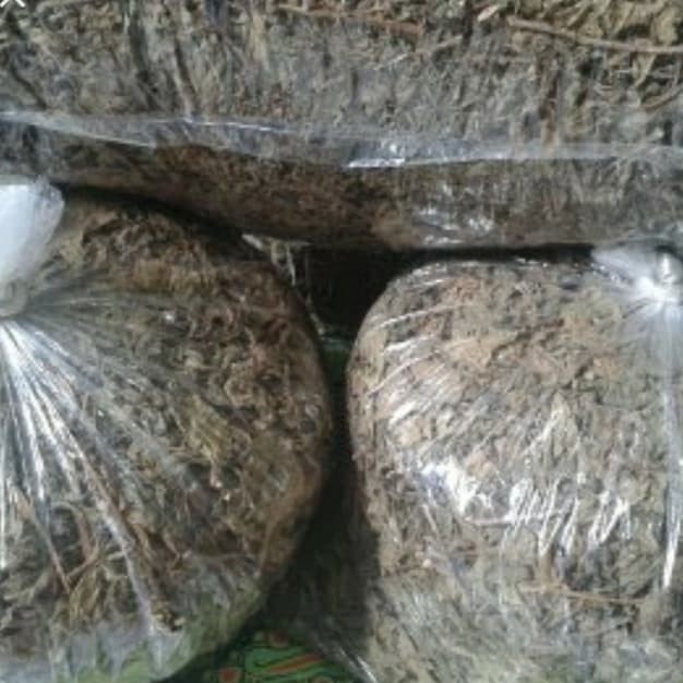

TERMURAH BELUNTAS / BALUNTAS / MARS FLEBANE KERING 100 GRAM