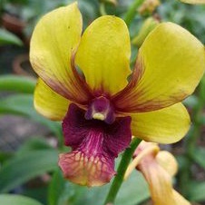 Anggrek Dendrobium Kuning Dewasa Salaya Gold