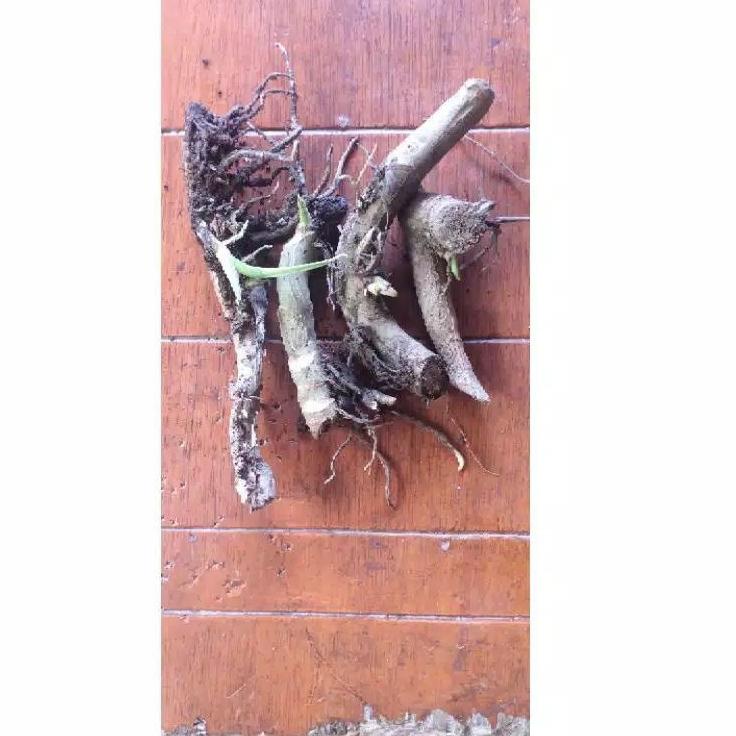 TERLARIS BRANDS FESTIVAL bonggol super jumbo tunas janda bolong varigata-monstera-tanaman hidup-bung