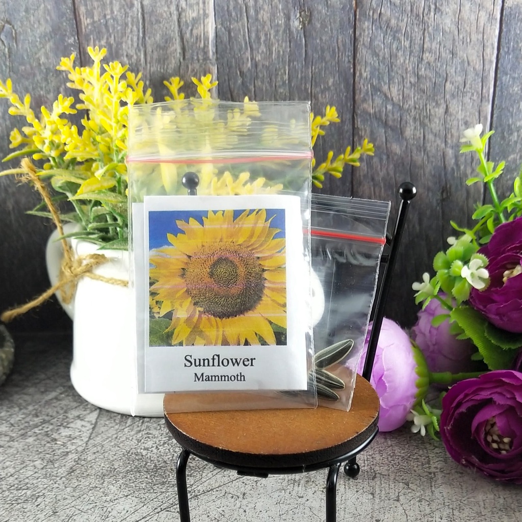 2 Seeds - Sunflower Mammoth Biji Bunga Matahari Bunga Besar Jumbo Biji Bunga Tanaman Hias Flower Seed Murah Termurah - SR0246