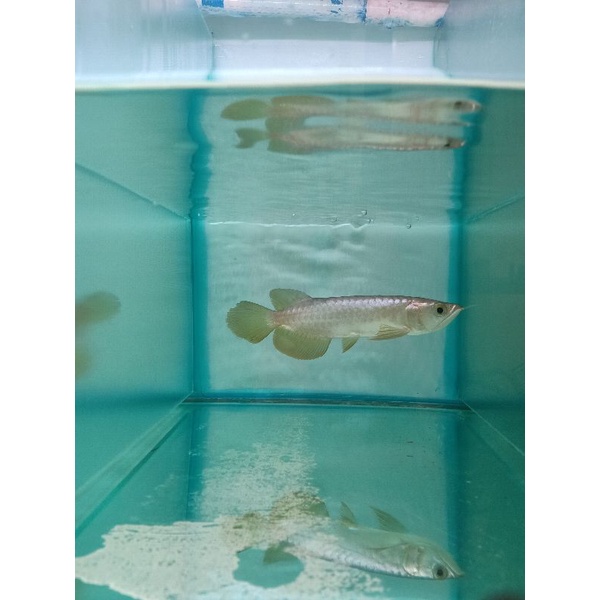 Arowana Golden Red Bluebase Metalic