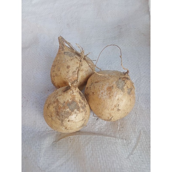 

BENGKUANG MANIS MURAH MERIAH 1kg