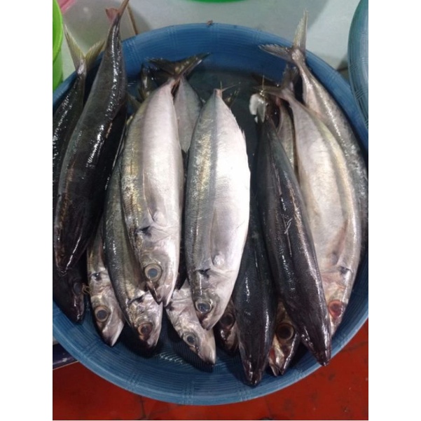 

Ikan Dencis