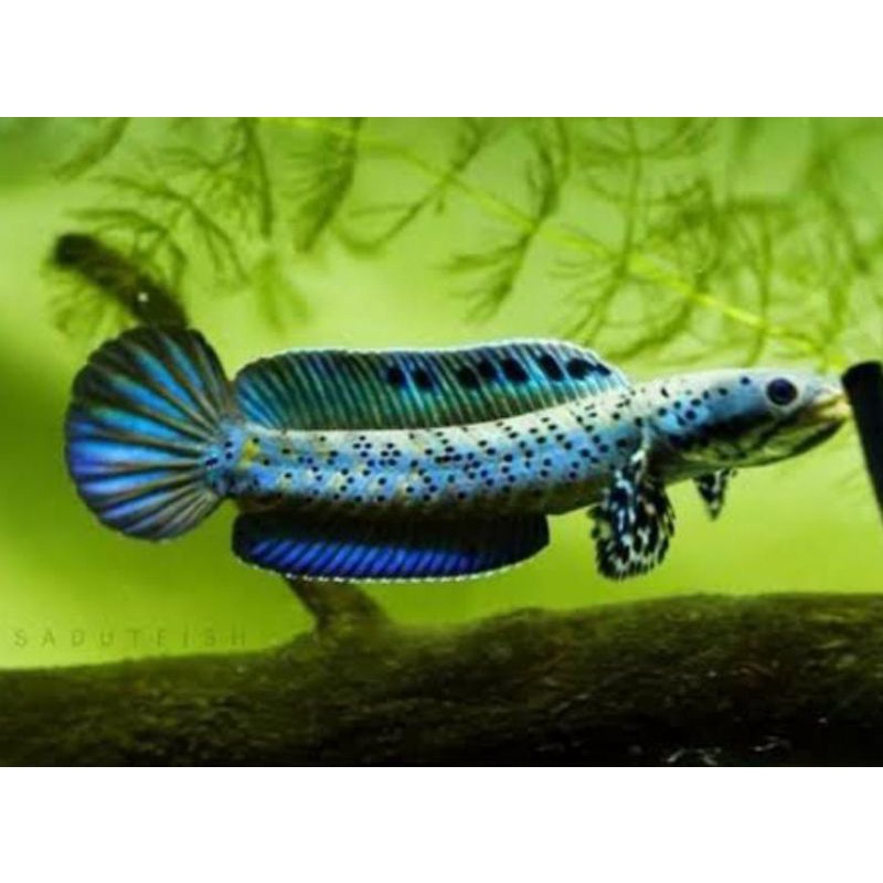 Blue Pulcra size 6-8cm (bonus Asiatika RS)