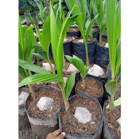 BIBIT KELAPA HIBRIDA SUPER GENJAH