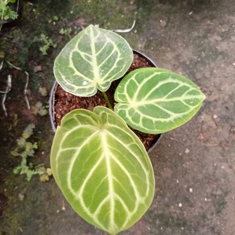 Kuping Gajah / Anthurium Dorayaki Ori