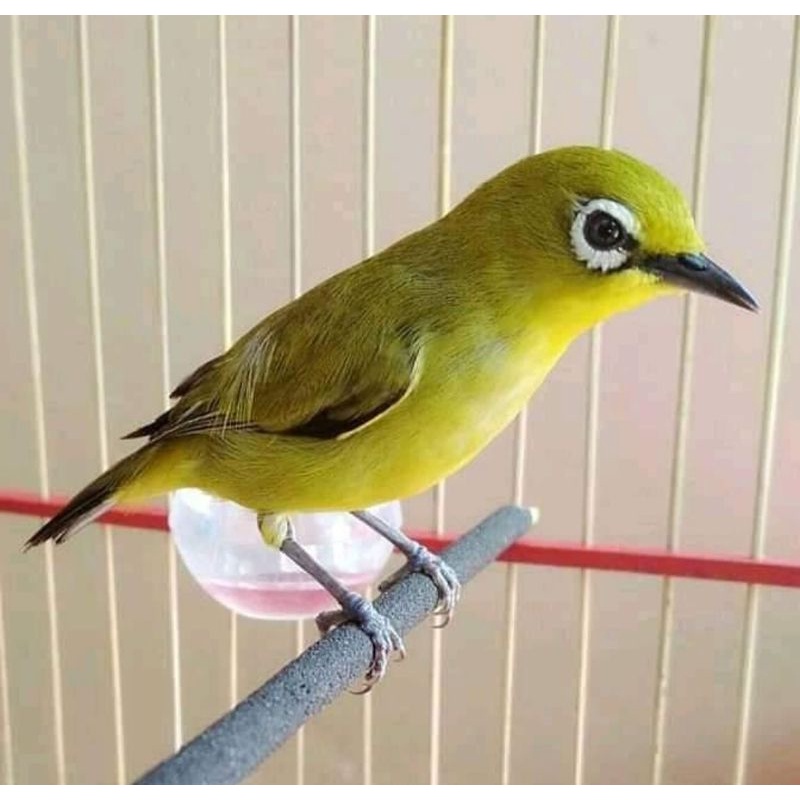 pleci pacitan jantan rawatan ( bukan ombyokan)