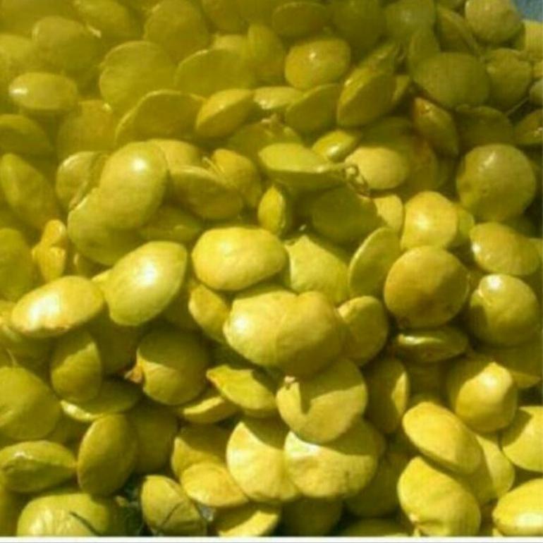 

TERPOPULER jengkol muda lalap 1kg ❆ 876