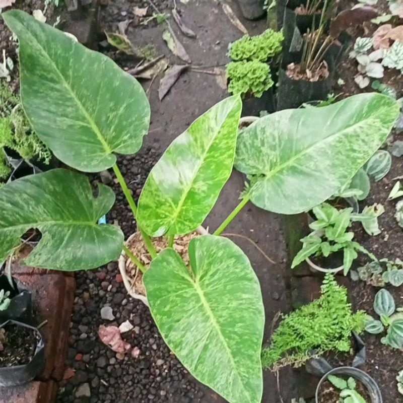 Philodendron Giganteum Marble Varigata