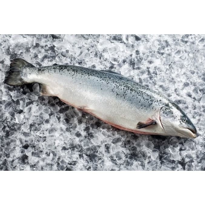 SALMON UTUH FRESH / NORWEGIAN SALMON UTUH FRESH PER EKOR SASHIMI GRADE