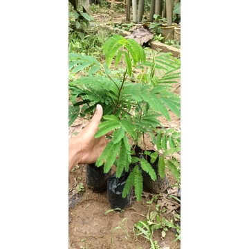 Bibit Kaliandra