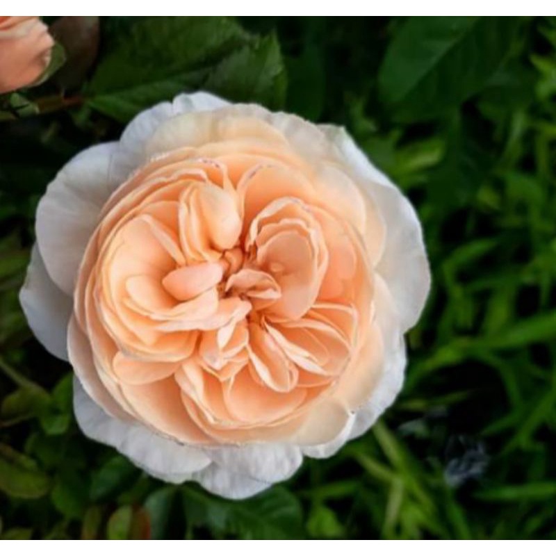 bunga mawar alexandrin mawar import wangi mawar import murah