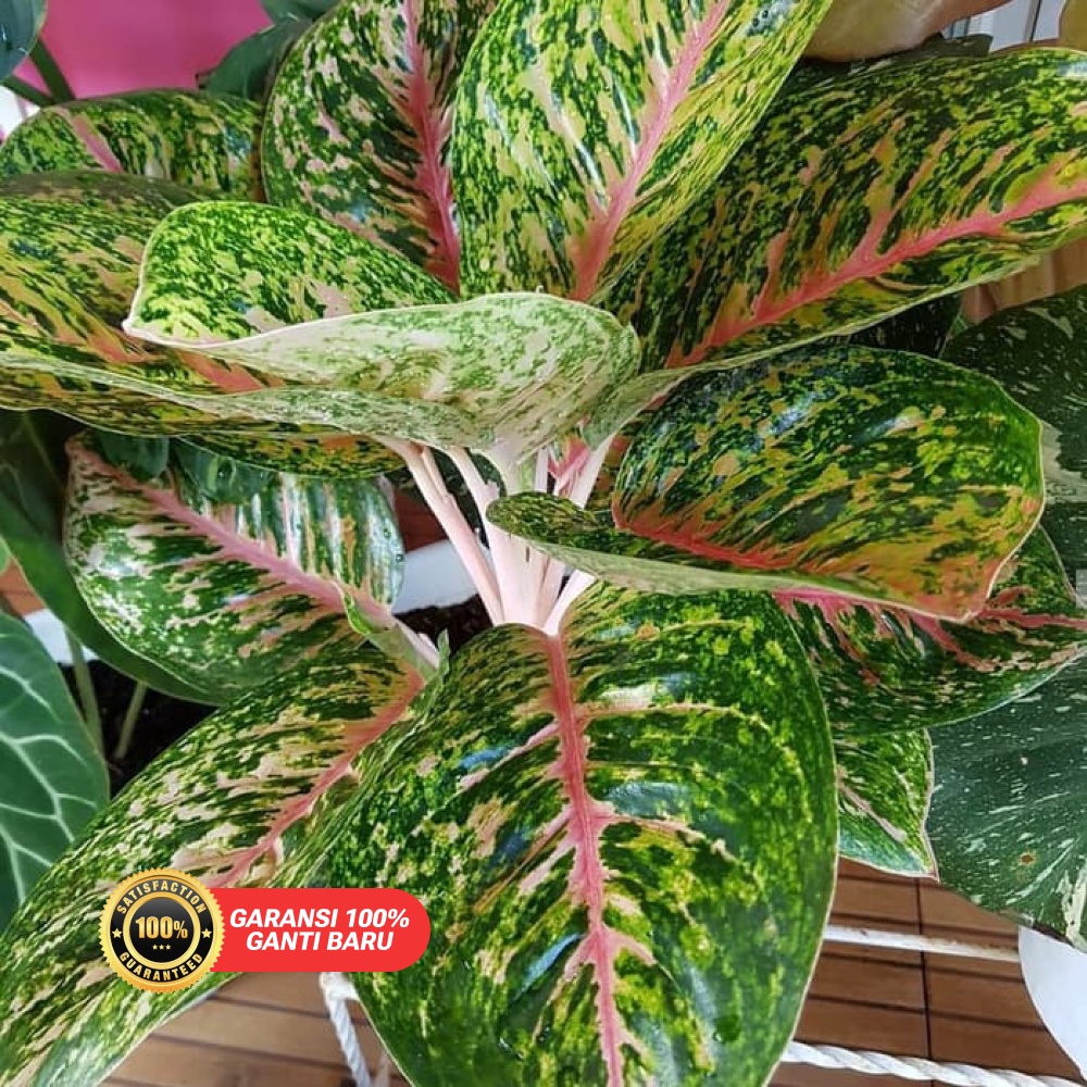 aglonema big papa lovers | aglaonema bigpapa jumbo mutasi | bunga hias | tanaman interior