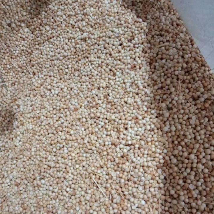 

10.10 ✨SALE✨ biji ketumbar warna kuning 1 kg super murah