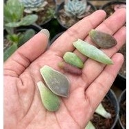 Baby Kaktus Sukulen 4Ribu 6pcs