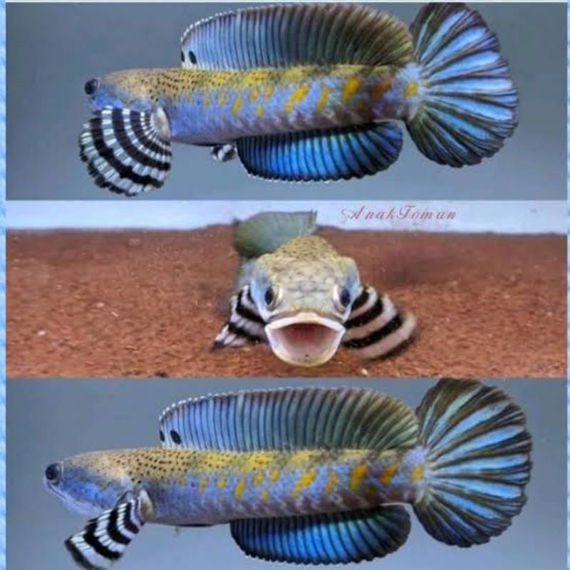 

ikan chana blue pulcra 6 7 8 cm gondrong