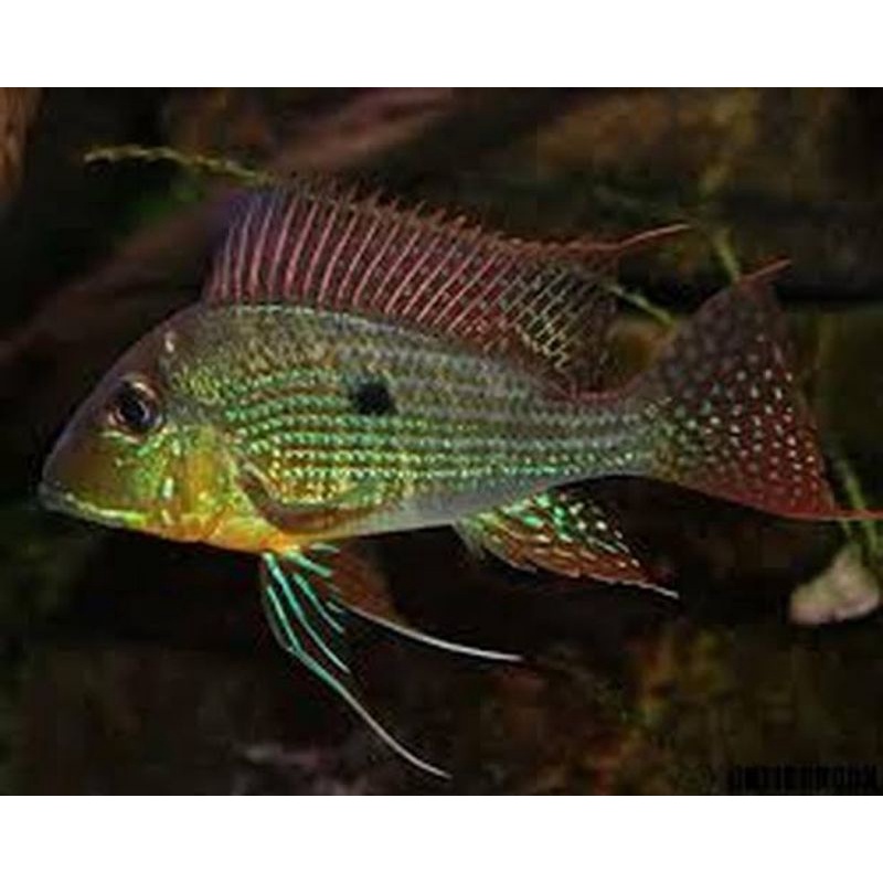 Geophagus Proximus