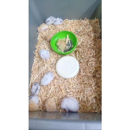 Hamster winter white
