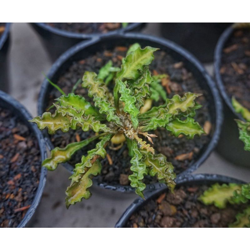 Kaktus euphorbia Decaryi