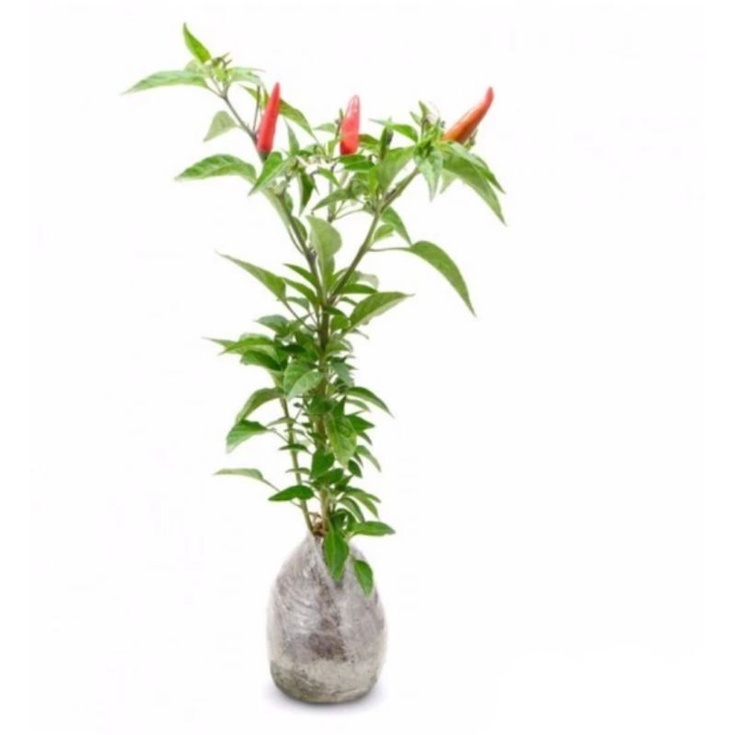 Bibit tanaman cabai rawit setan super pedas pohon cabe