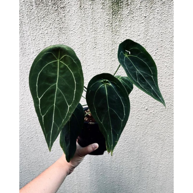 Tanaman hias Anturium Forgetii split bonggol / Anthurium forgeti porgeti poorgeti / kuping gajah but