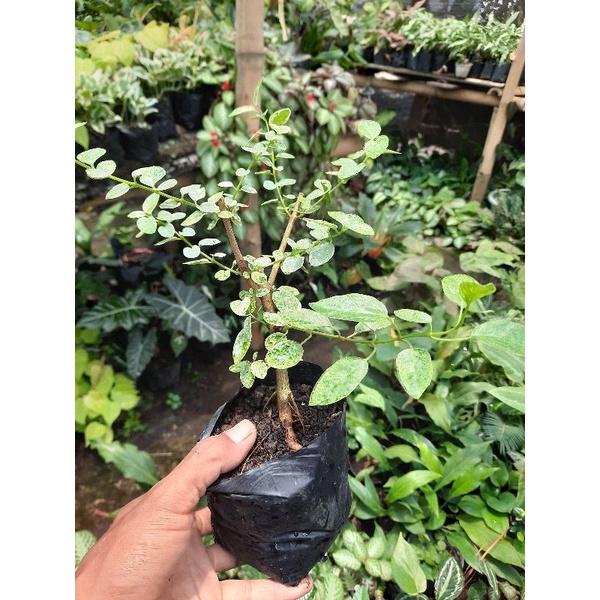 Bahan sambung bonsai sancang varigata