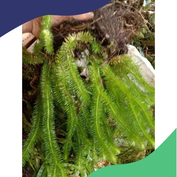 KUMPAY EKOR KERA  / KUPAY HUTAN /ANGGREK HUTAN LANGKA TANAMAN GANTUNG