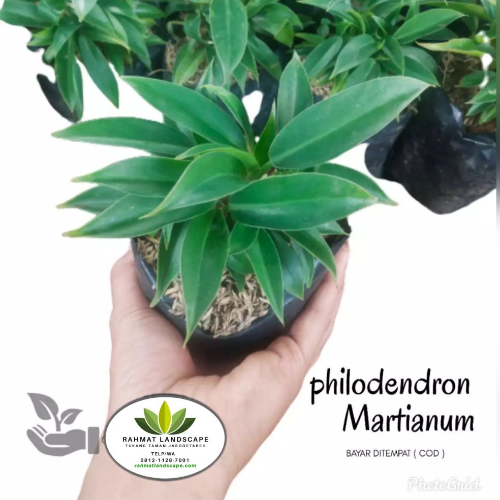 tanaman hias philodendron martianum / tanaman hias philodendron / tanaman philodendron