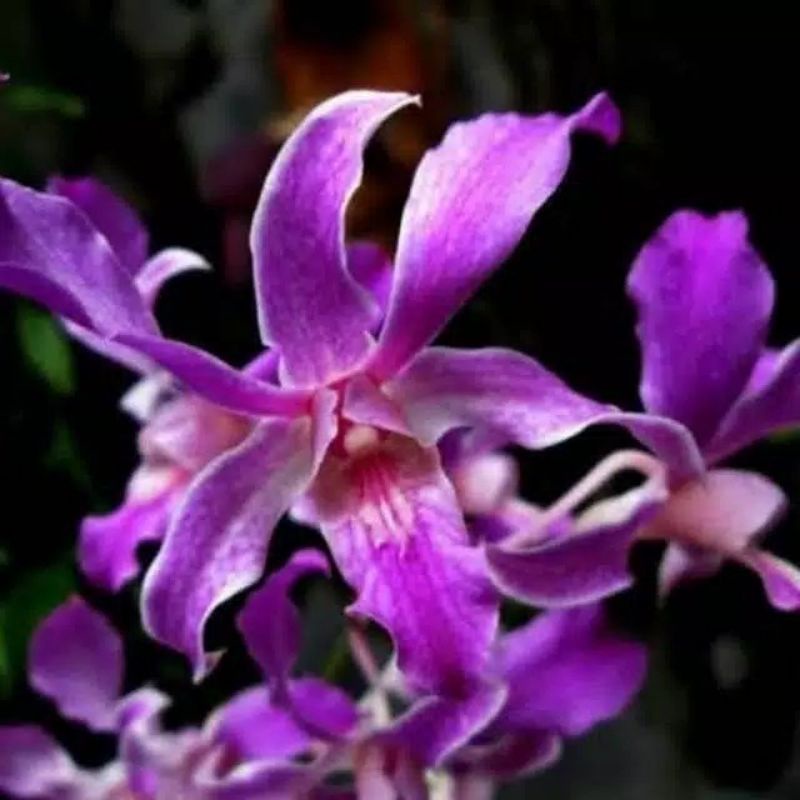 promo anggrek Dendrobium ungu keriting // anggrek dewasa