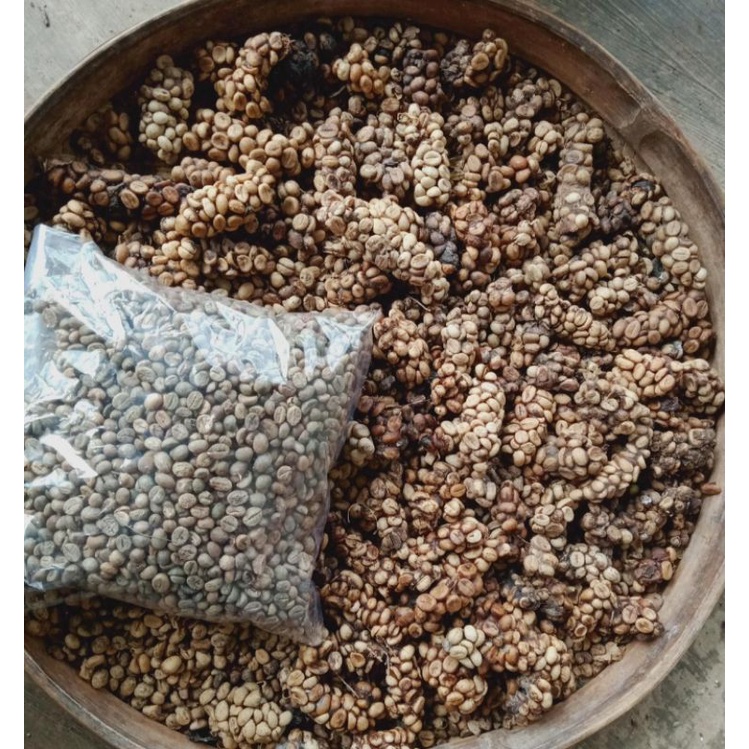 

kopi robusta luwak liar asli