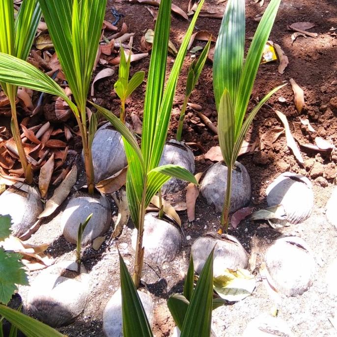 BIBIT KELAPA KOPYOR GENJAH PATI